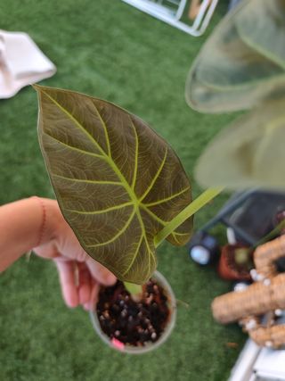 Alocasia Regal Shield