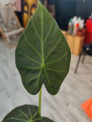Alocasia Regal Shield