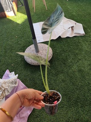 Alocasia Regal Shield