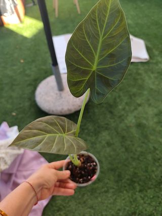 Alocasia Regal Shield