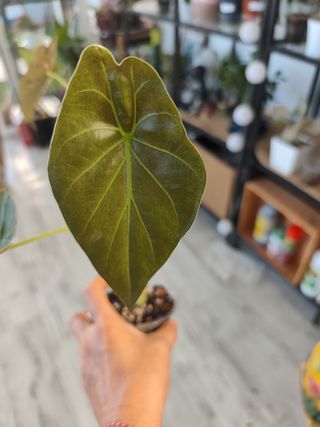 Alocasia Wentii 