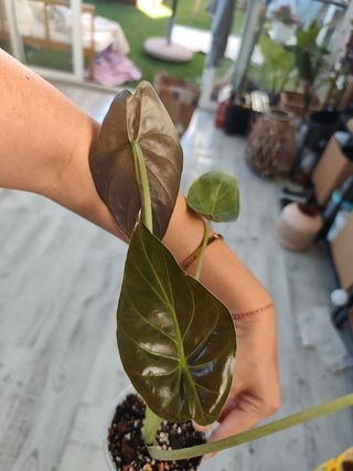 Alocasia Wentii 