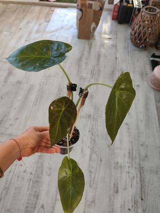 Alocasia Wentii 