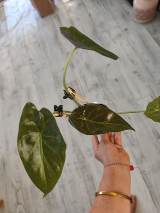 Alocasia Wentii 