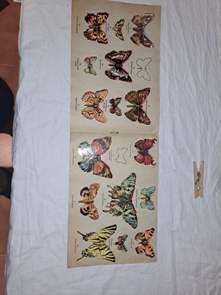 Mariposas: Álbum Bruguera