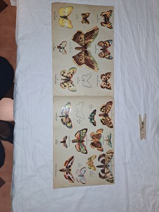 Mariposas: Álbum Bruguera