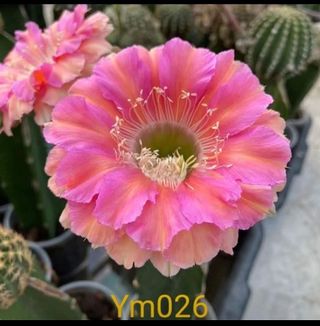 Cactus Lobivia ym026 - Fiore Rosa
