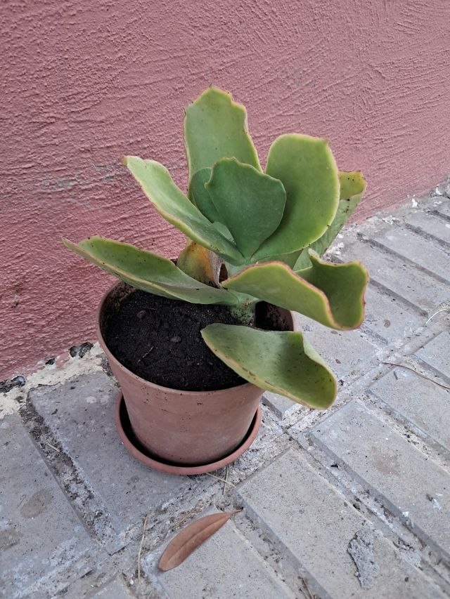 Planta suculenta