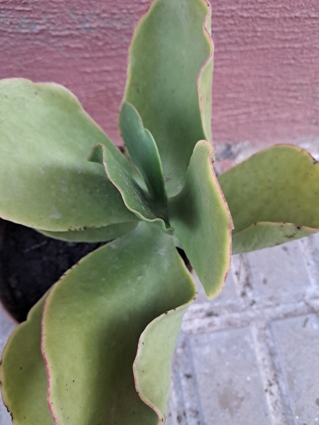 Planta suculenta