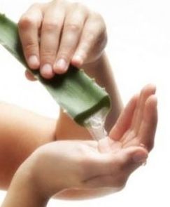 2 kilos de Áloe Vera ecológica con 8 años