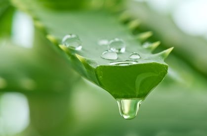 2 kilos de Áloe Vera ecológica con 8 años