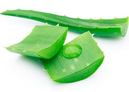 2 kilos de Áloe Vera ecológica con 8 años