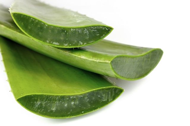 2 kilos de Áloe Vera ecológica con 8 años