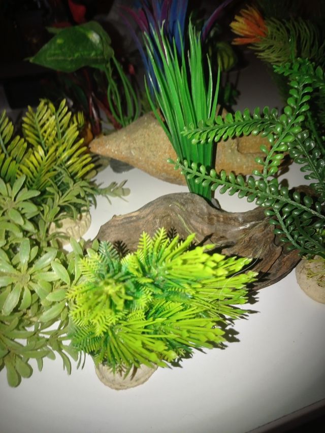 Adornos pecera - plantas