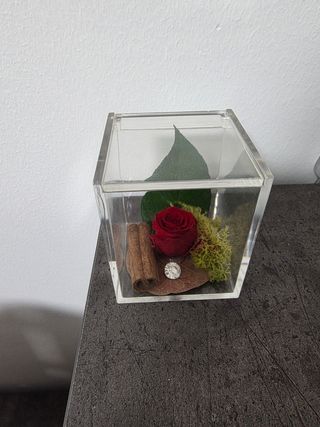 Piccola rosa rossa stabilizzata
