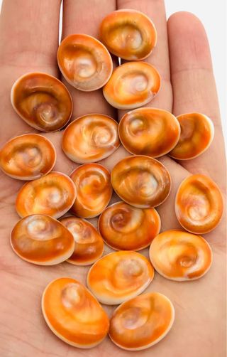 20 Conchas Ojos de Santa Lucía