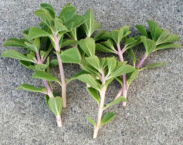 Planta Plectranthus - Flores moradas