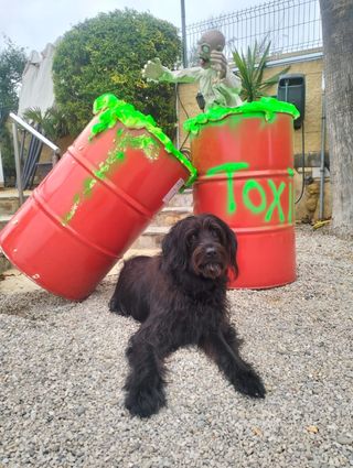 Adiestramiento canino