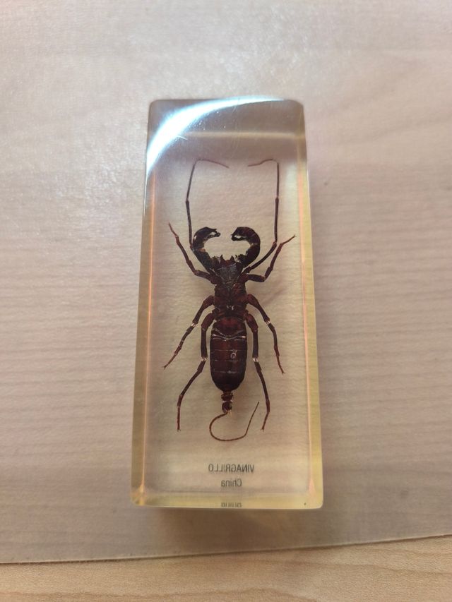 Vinagrillo (arácnido) de china en Resina