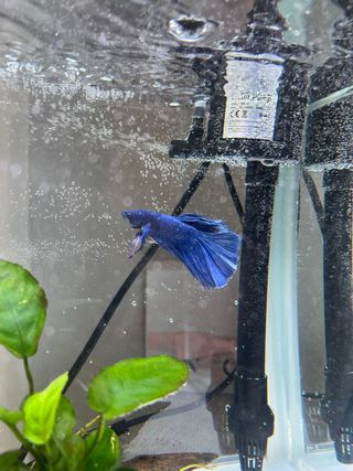 Pecera 13L - pez betta