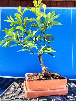 BONSÁI KUMQUAT