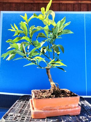 BONSÁI KUMQUAT