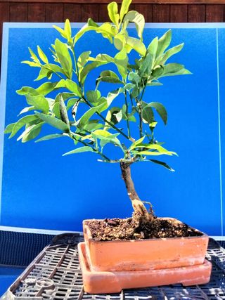 BONSÁI KUMQUAT