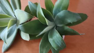2 Agave Attenuata - Piante Grasse
