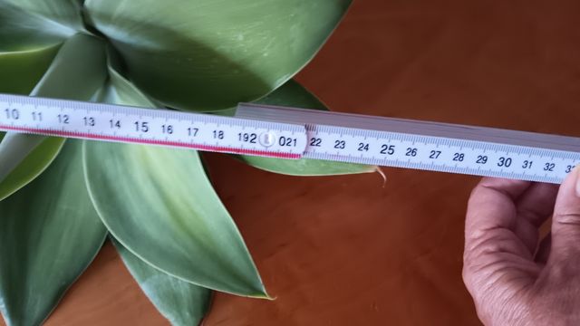 2 Agave Attenuata - Piante Grasse