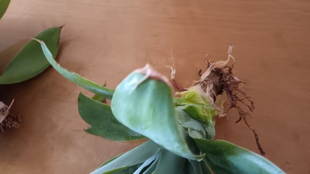 2 Agave Attenuata - Piante Grasse