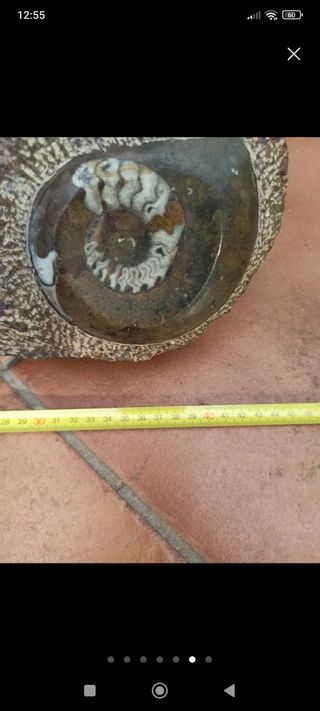 Fósil ammonites y belemnites
