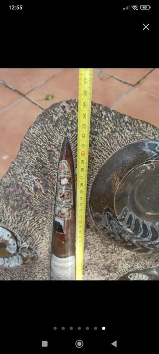 Fósil ammonites y belemnites