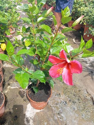 Hibiscus rojo -Maceta 18cm