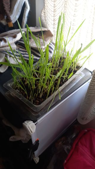 Maceta con plantones