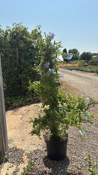 Plumbago: Enredadera morada - 20cm