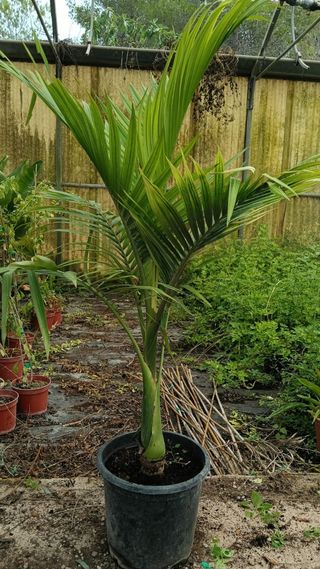 Palmera Real Australiana