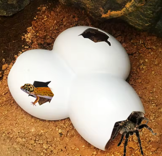 Terrario Decorativo Uova - Rettili