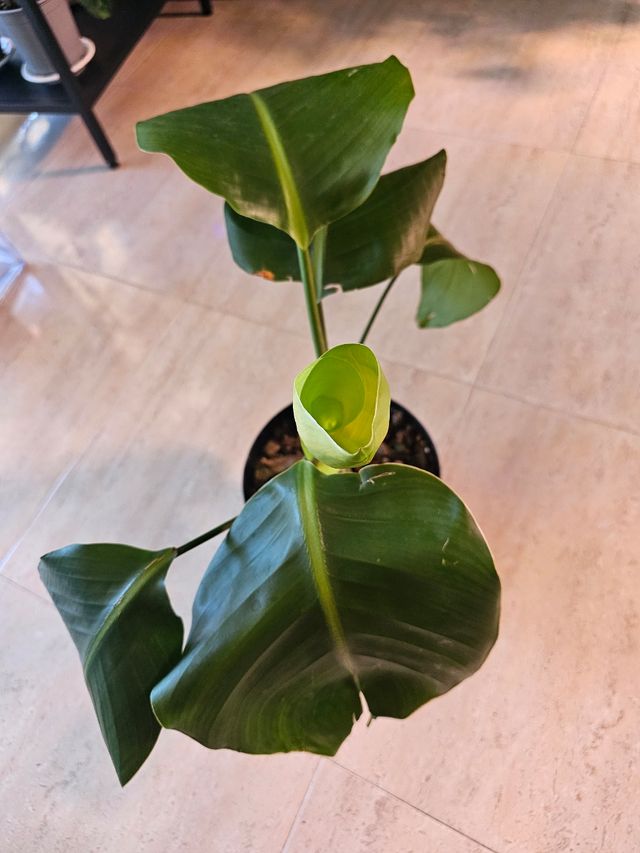 ¡OFERTA! #Descuento. Planta Strelitzia Nicolai