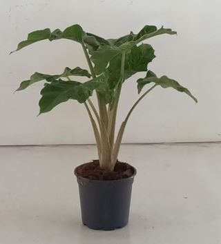 Alocasia Low Rider