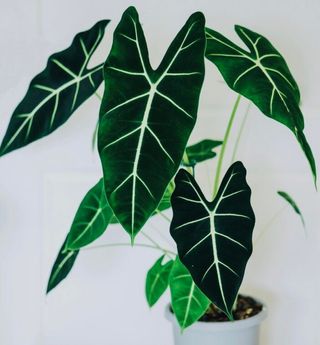 Alocasia Frydek - Planta 17cm