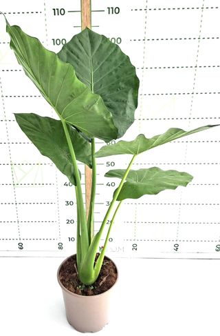 Alocasia Macrorrhiza -