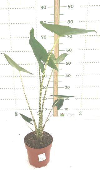 Alocasia zebrina - Planta
