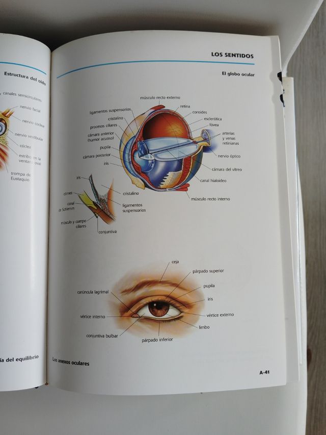 Diccionario de Medicina Oceano Mosby (Spanish E...