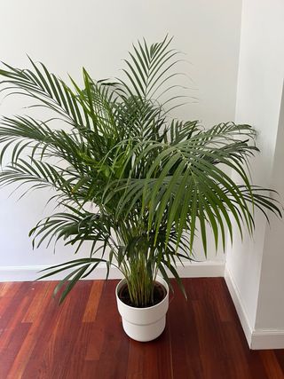 Planta Chamaedorea elegans