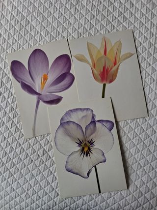 3 láminas flores - tulipanes, violetas