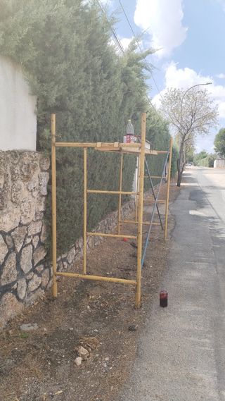 Podas de arizonicas y talas de árboles 