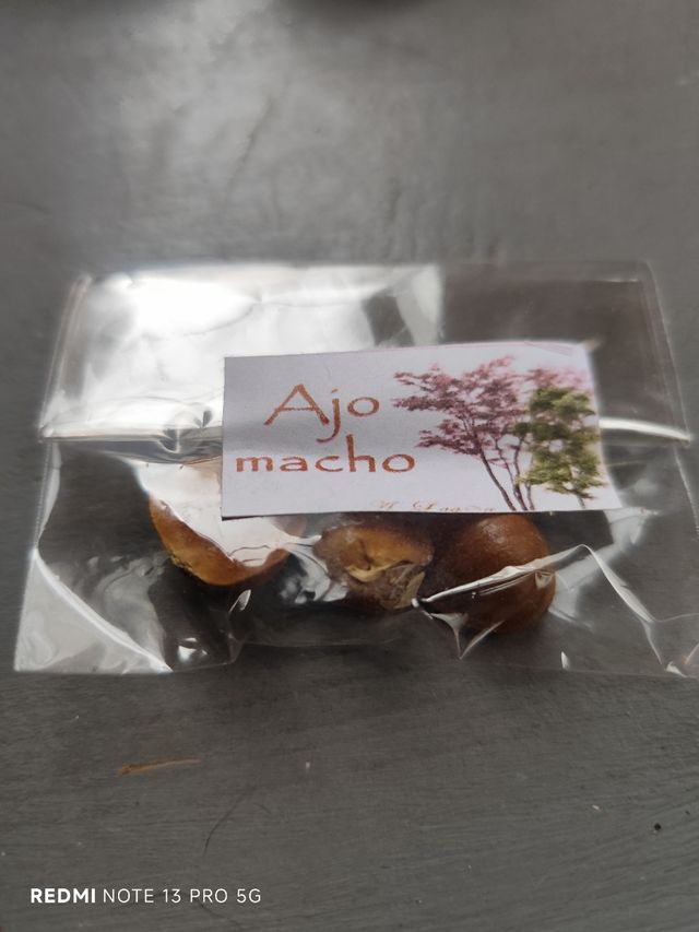 Ajo macho (3 bulbos)