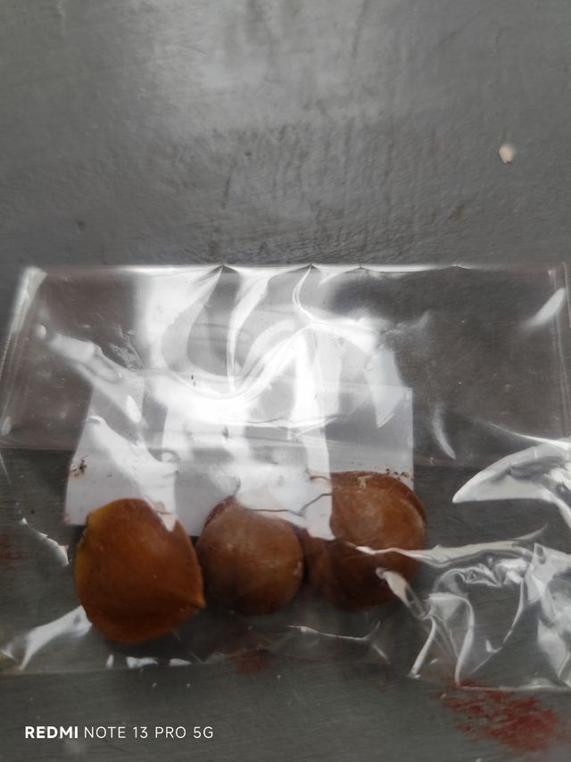 Ajo macho (3 bulbos)