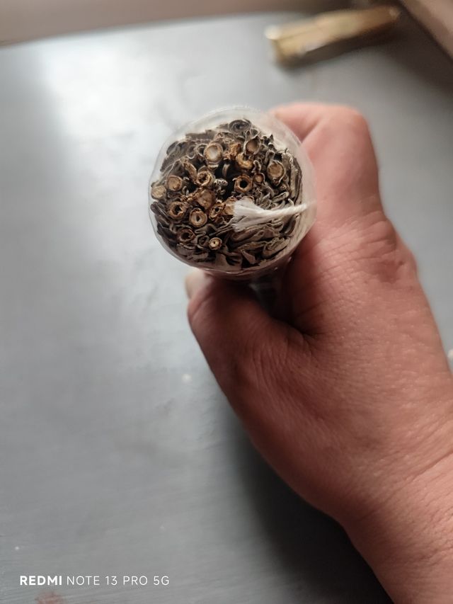 Ajo macho (3 bulbos)