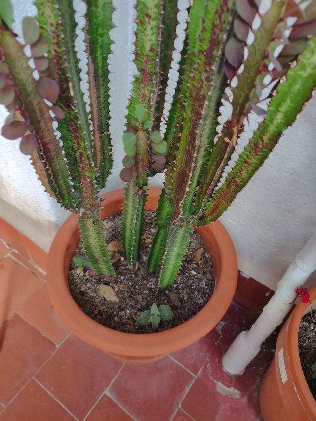 Euphorbia Trigona Cactus